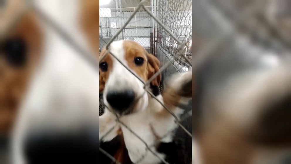 WATCH: Hundreds of dogs rescued as testing facility closes
