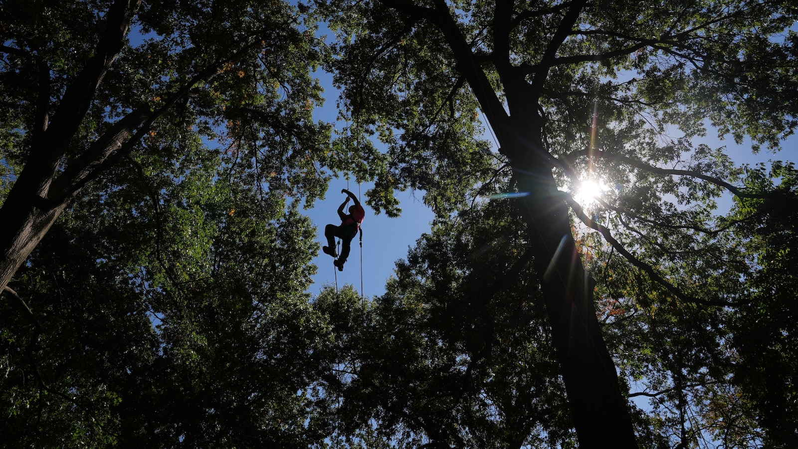  Climbers scale St. Louis trees during international tree climbing competition