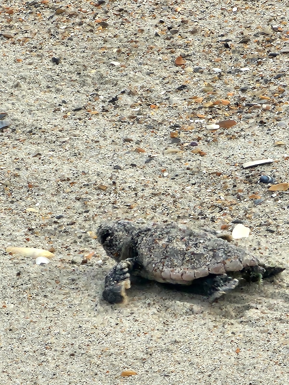 PHOTO: This nest survived and is showing signs of hatching.