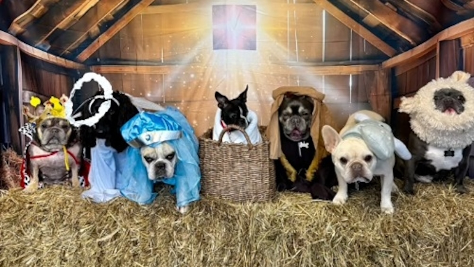 Day care dogs steal the spotlight in creative Nativity scene