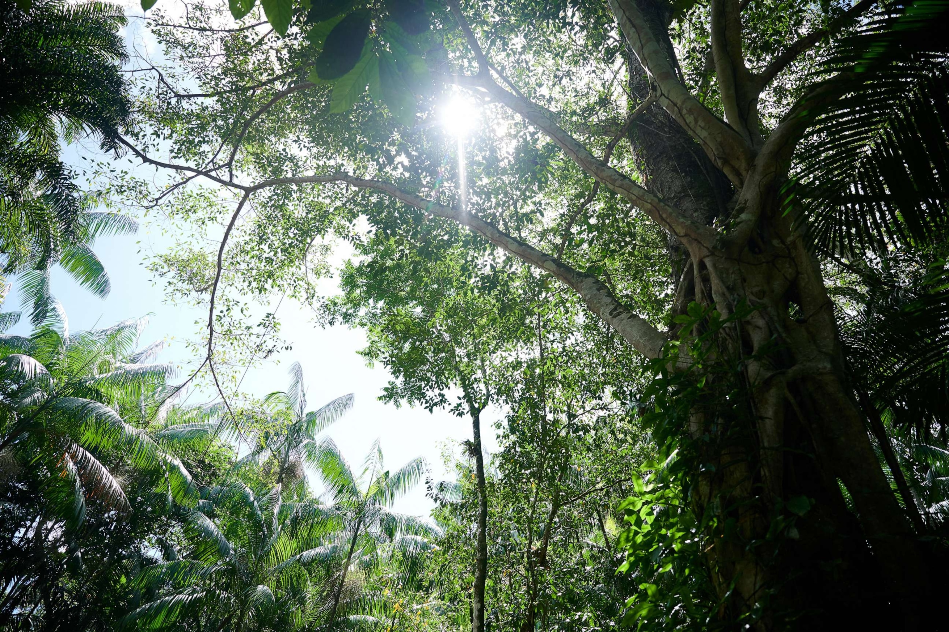 PHOTO: The sun shines through the rainforest near Belem, Brazil, June 7, 2023.