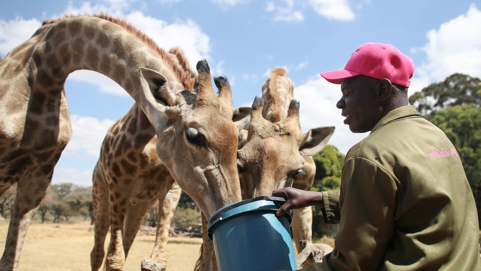Giraffe at Wild is Life sanctuary, Harare, Zimbabwe