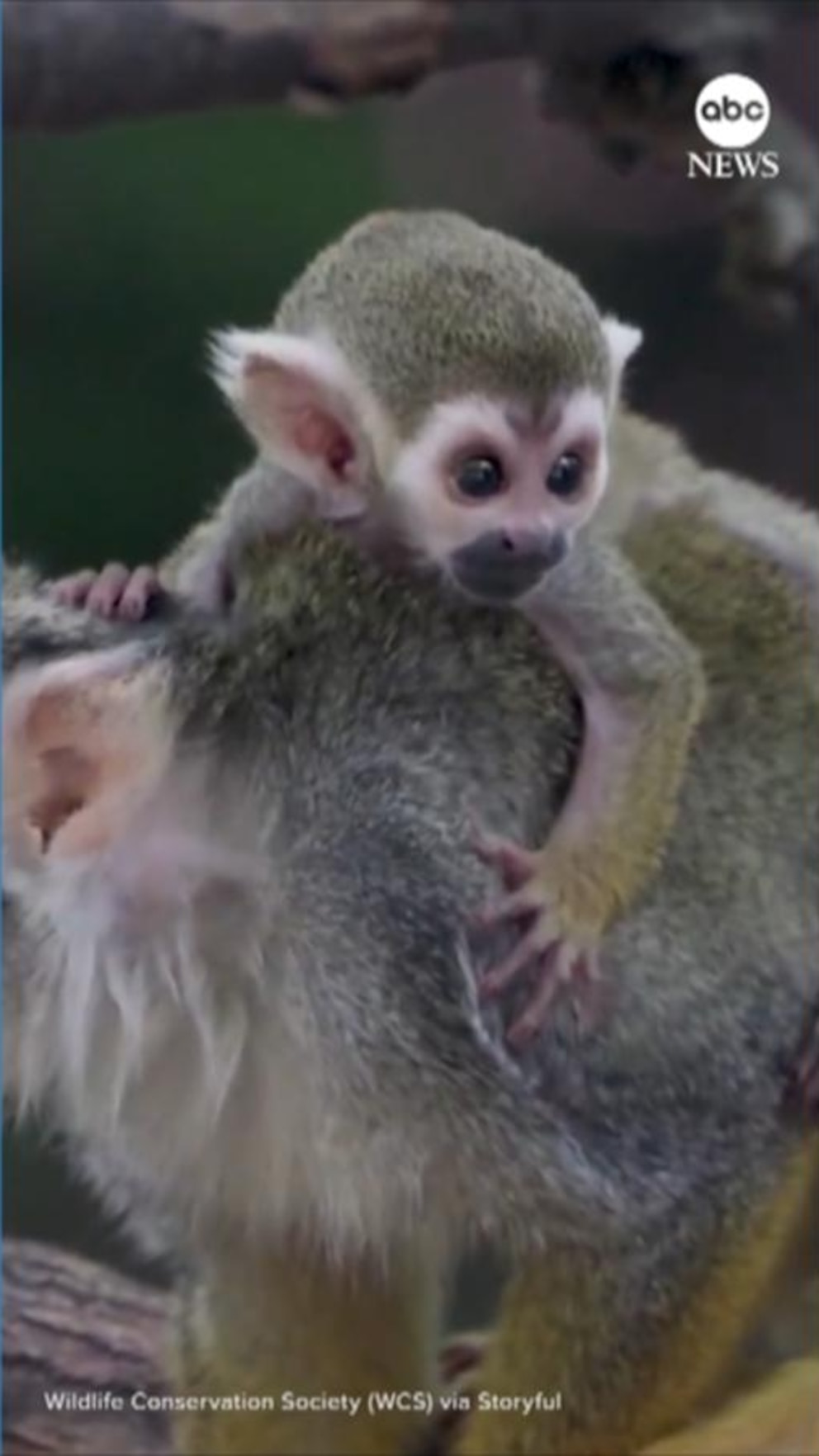 NextImg:Video Bronx Zoo debuts baby squirrel monkeys