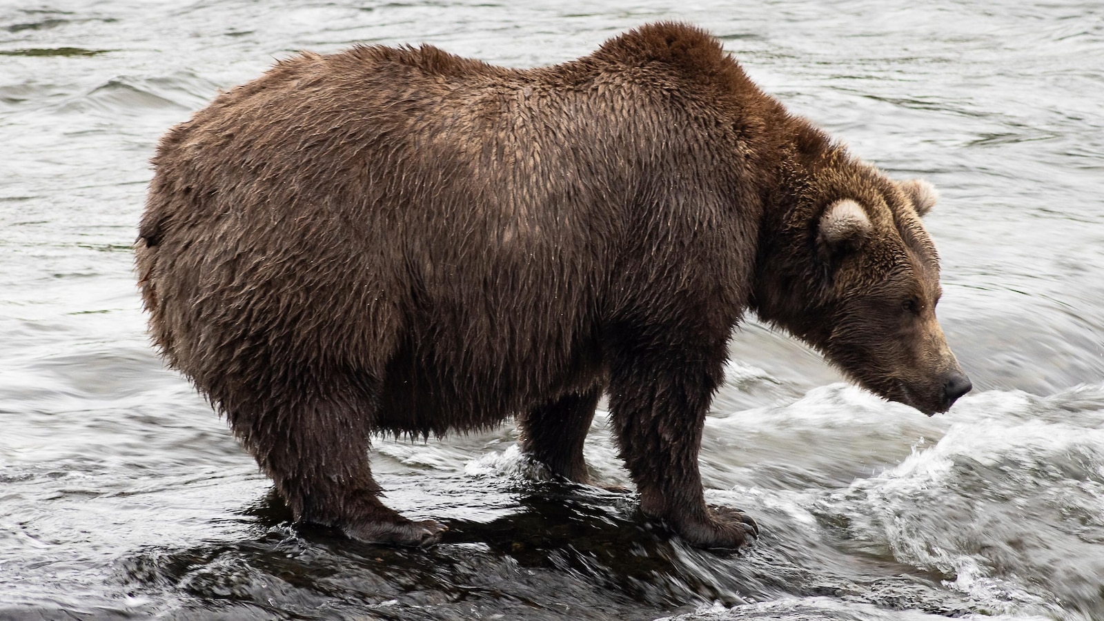 Chunk wins Alaska's popular Fat Bear Week contest