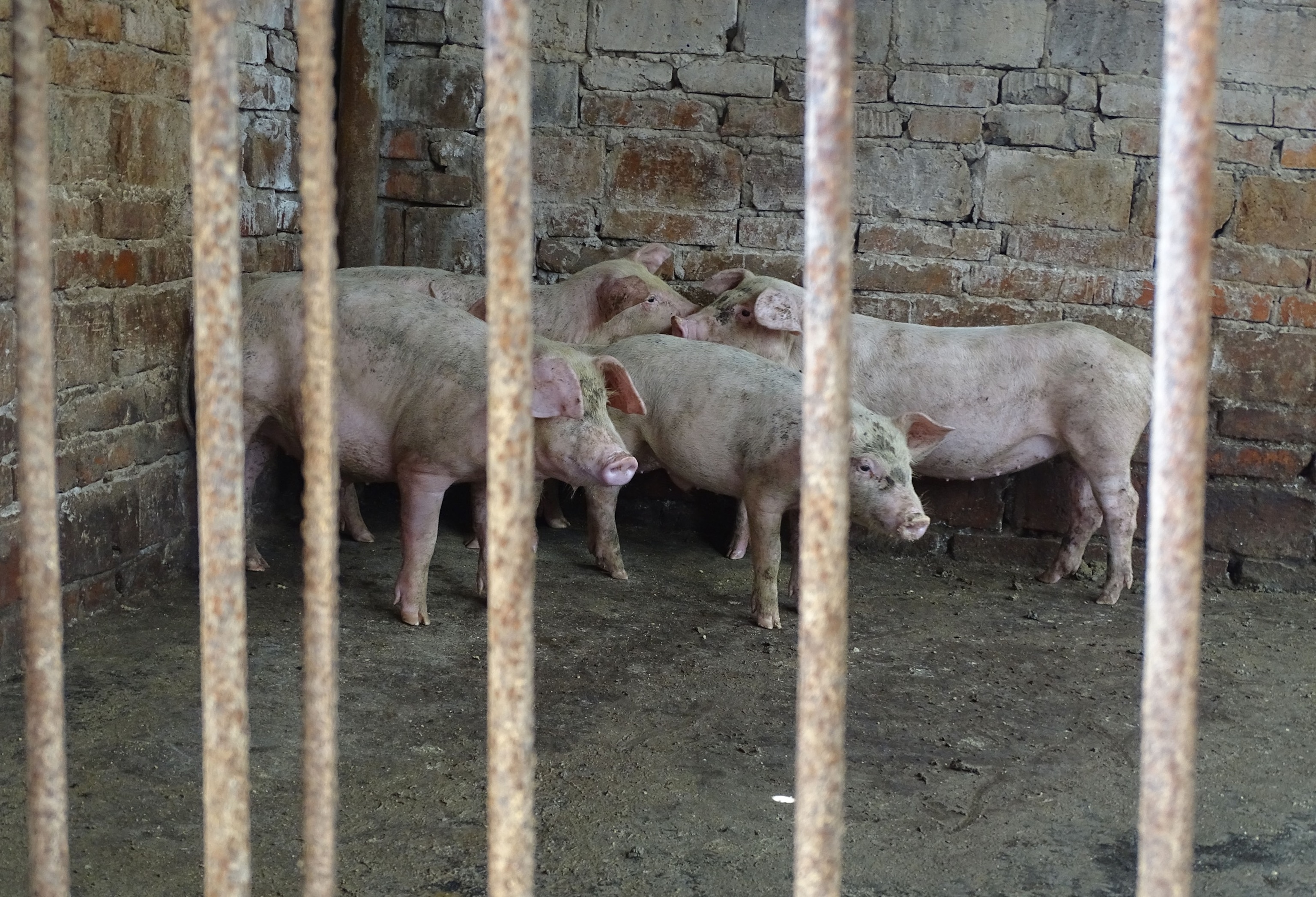 PHOTO: Pigs are raised by farmers in a rural area of Linquan County, Fuyang City, Anhui Province, China, July 11, 2022