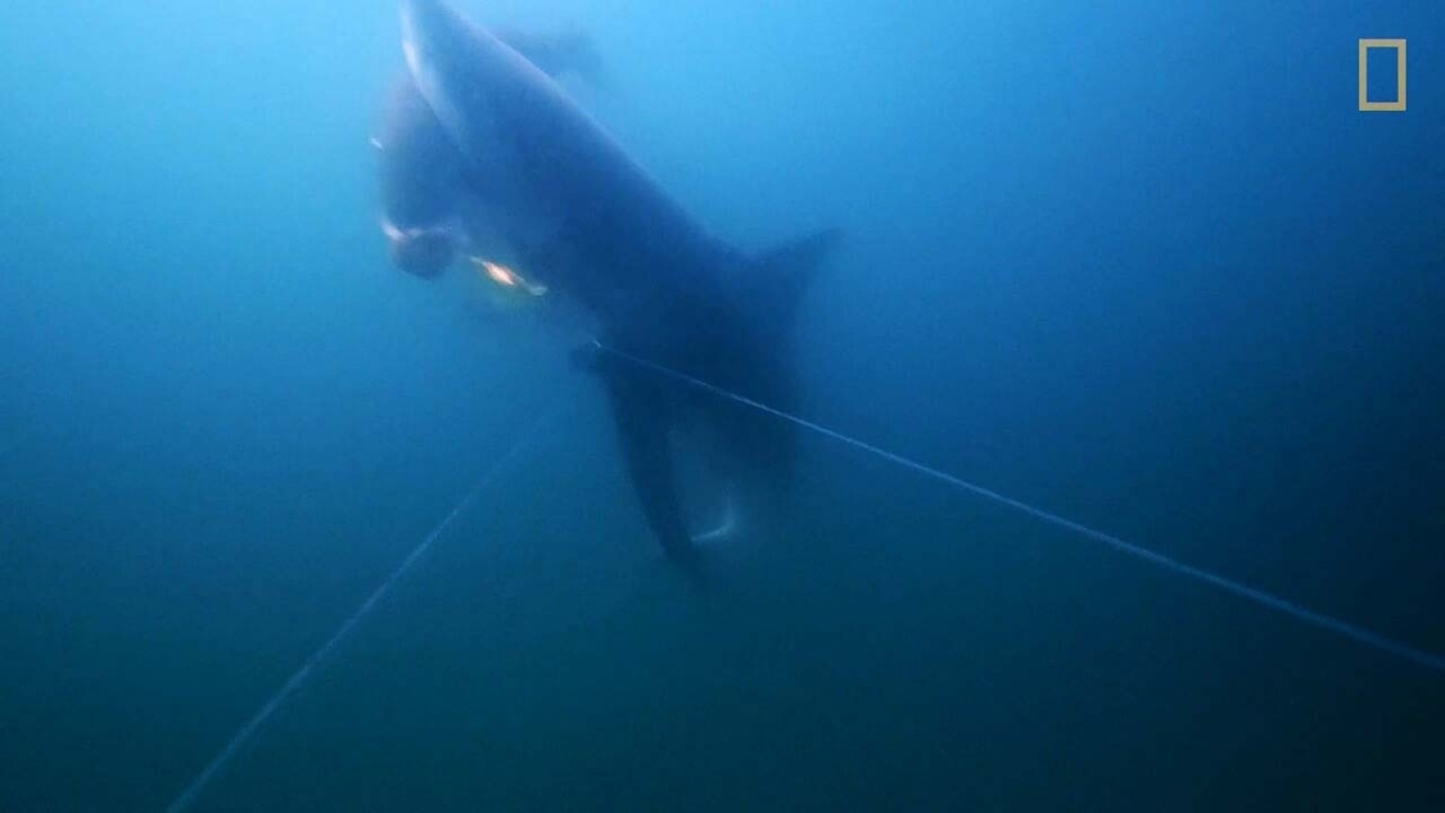 A new and rare National Geographic video shows a great white shark aggressively catching fish straight from a fisherman's line, a behavior known as shark depredation.