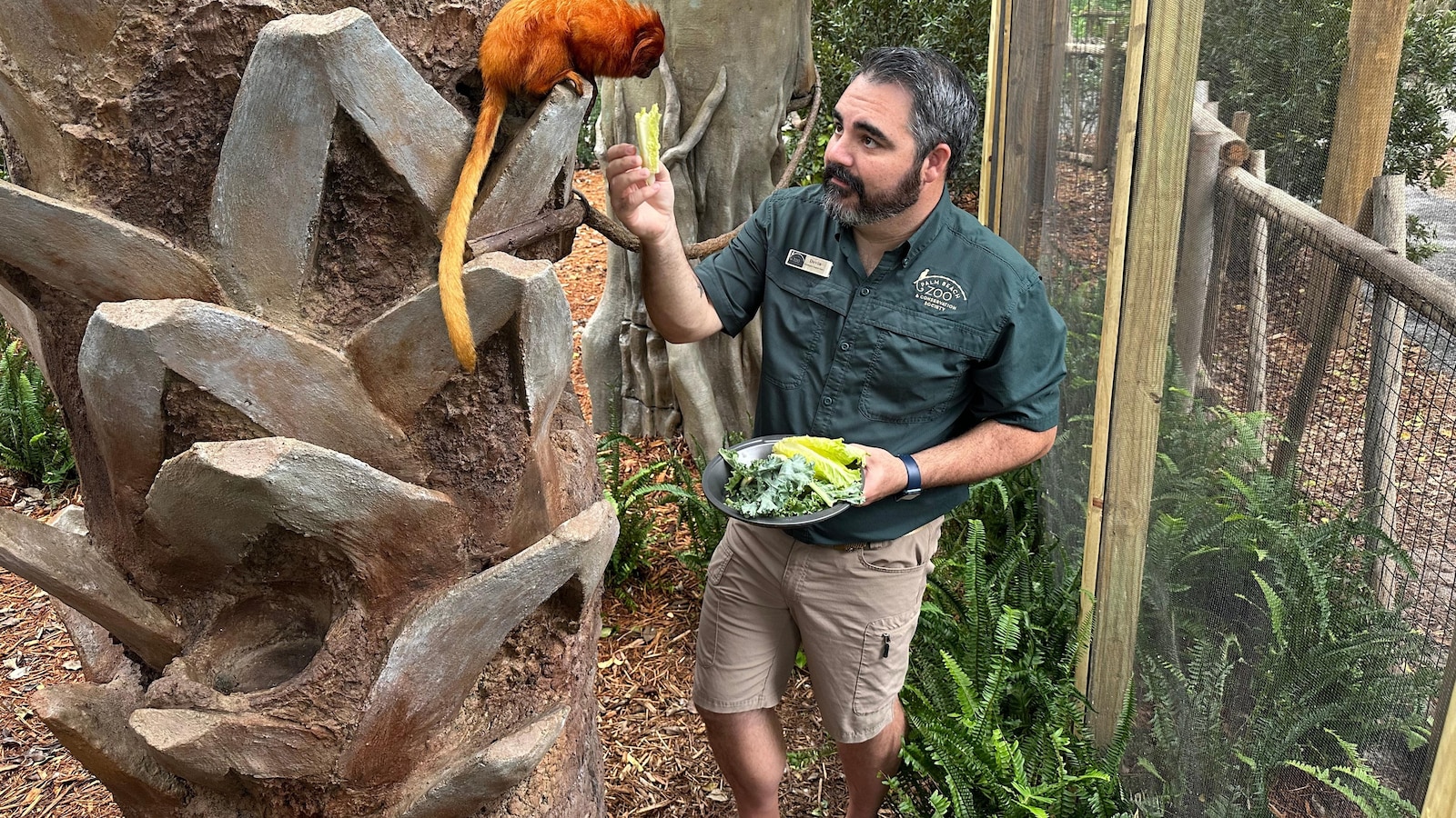 Golden lion tamarins and sloths become unlikely roommates at Palm Beach Zoo
