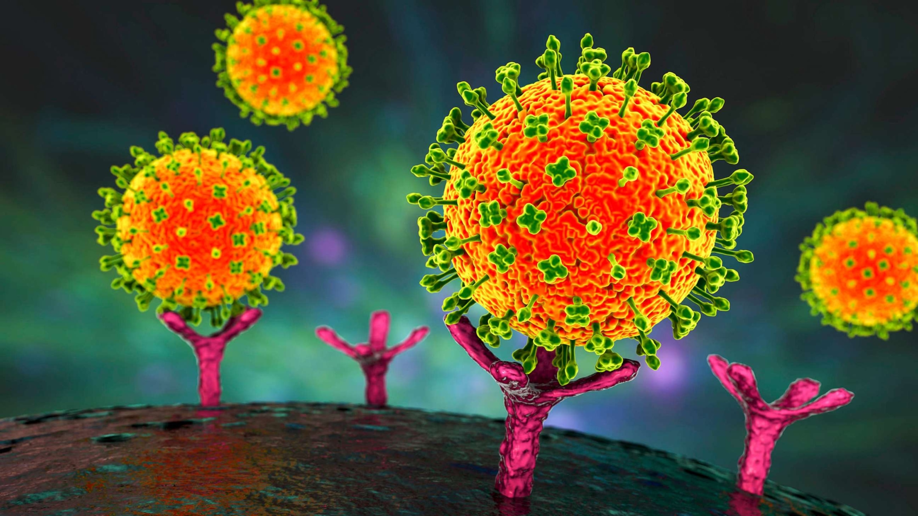 PHOTO: Nipah viruses binding receptors on human cells, an initial stage of Nipah infection.