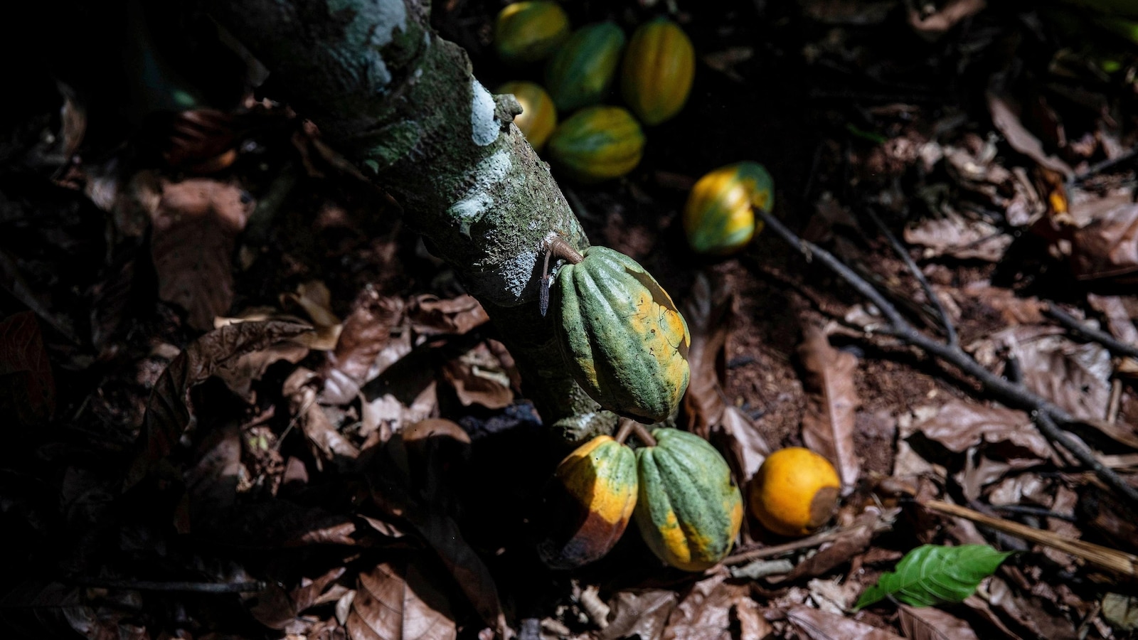 Ivory Coast will buy unsold cocoa stocks as prices plunge
