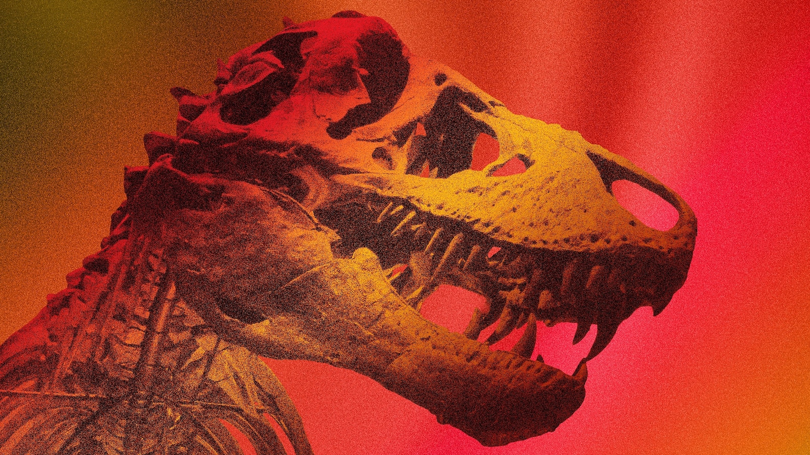 What’s the temperature of a T. rex? The animal's temperature explains its geographic range 66 million years ago.