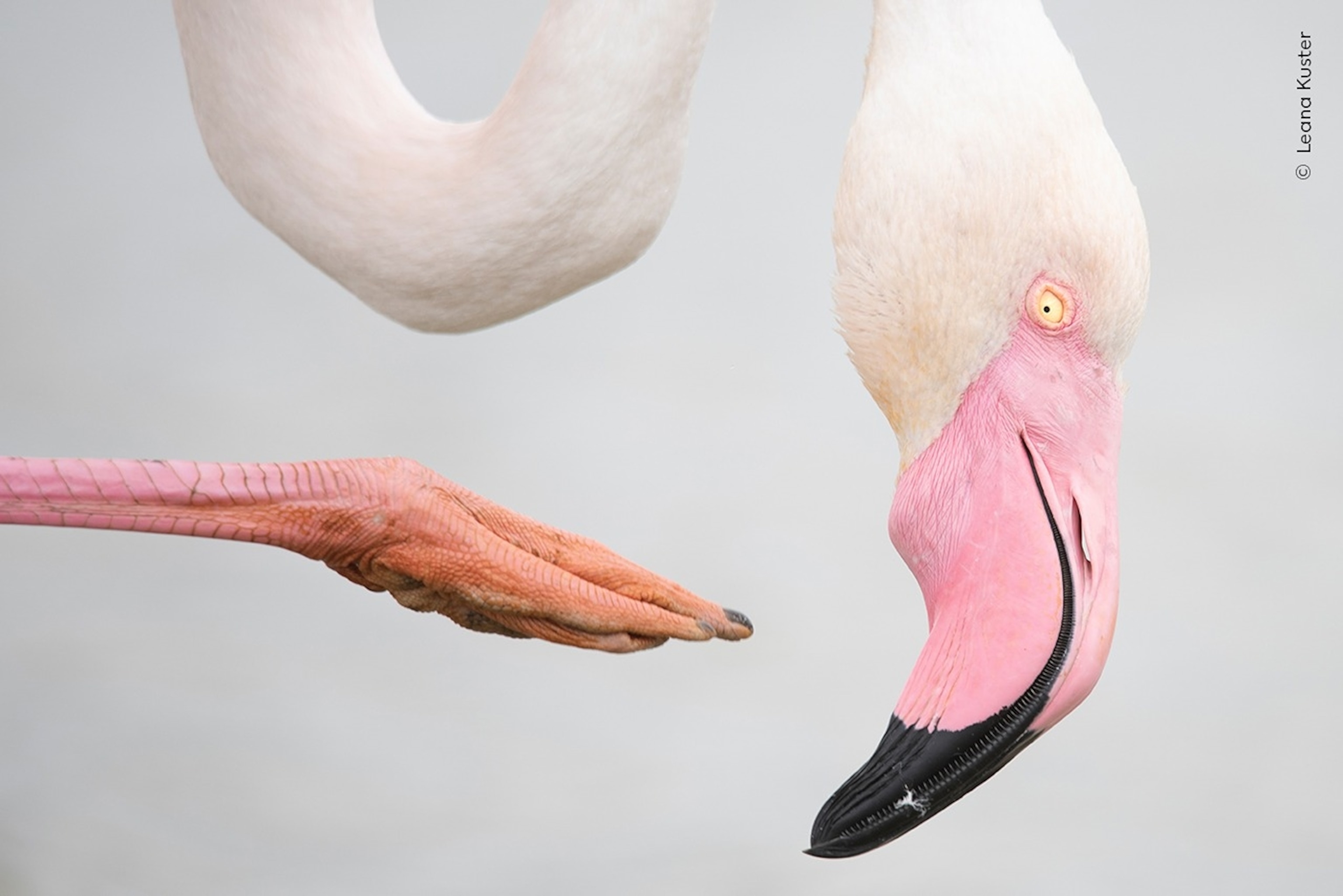 PHOTO: 2025 Wildlife Photographer of the Year