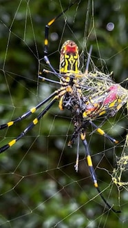 Yellow Winged Spider Giant Venemous Flying Spider Is Spreading Across Yellow Winged Spider Giant Venemous Flying Spider Is Spreading Across