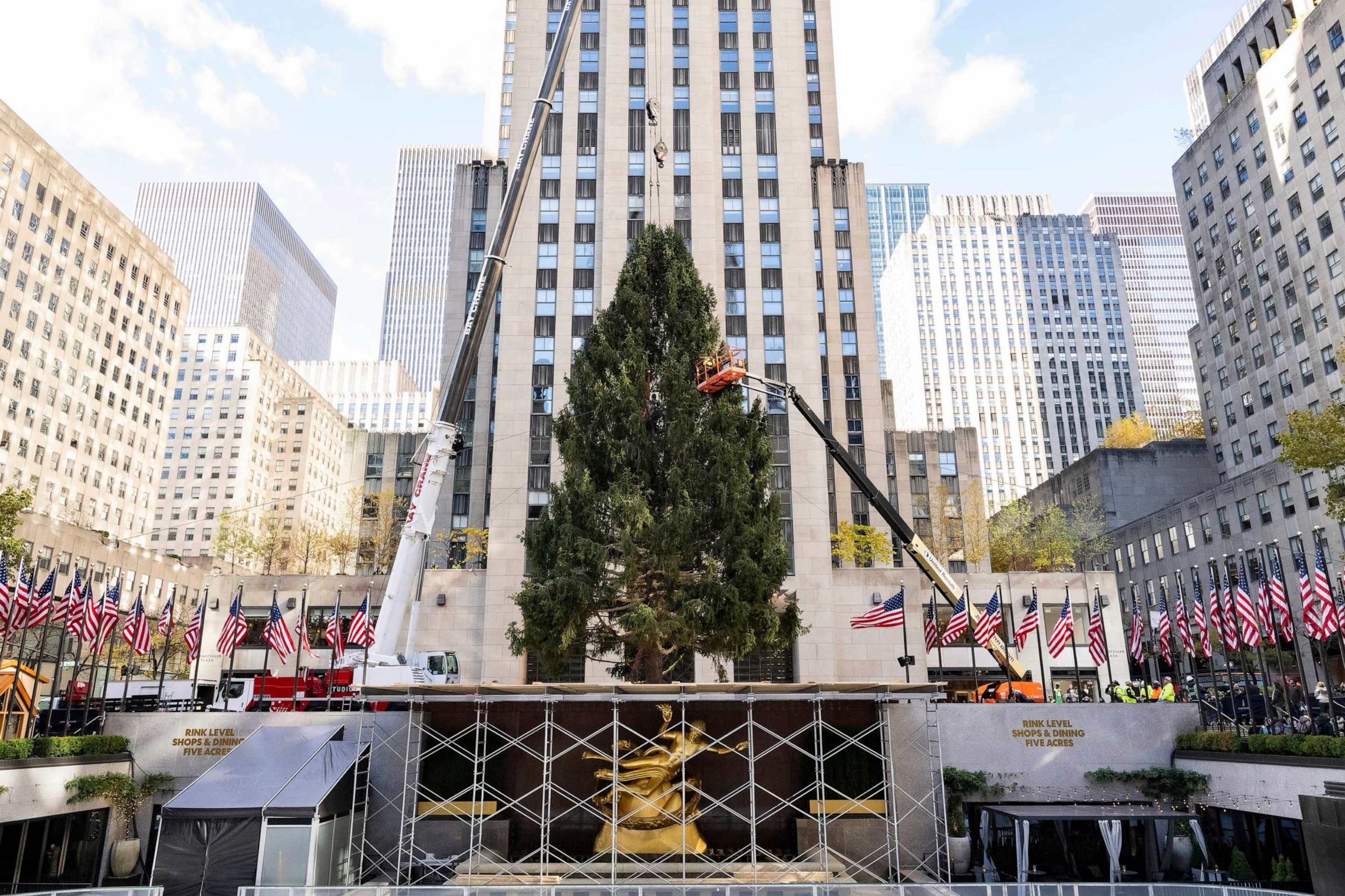 PHOTO: The 2023 Rockefeller Center Christmas Tree, an 80-foot tall, 12-ton Norway Spruce from Vestal, NY, stands before it is decorated in front of 30 Rockefeller Plaza, Nov. 11, 2023, in New York.