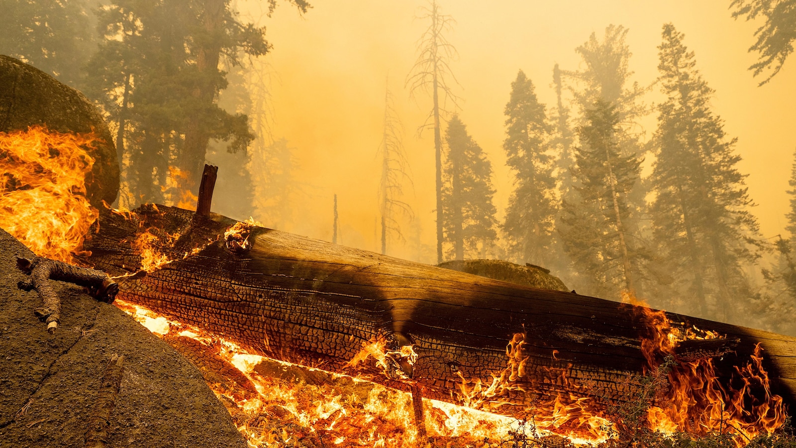 Grove of giant sequoia trees burns in California's Sierra National Forest