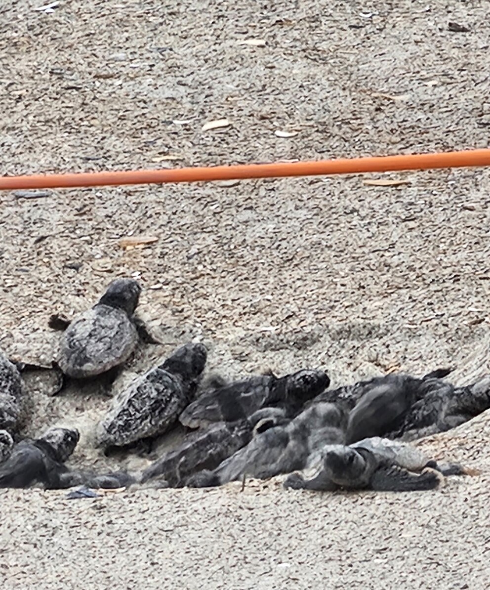 PHOTO: This nest survived and is showing signs of hatching.