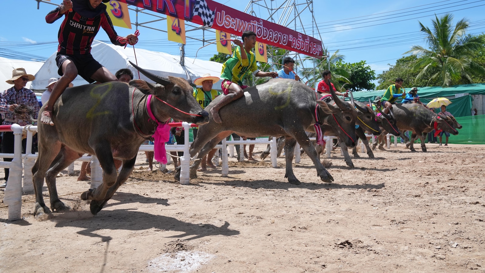 Thailand's water buffaloes upgraded their status to prized competitors