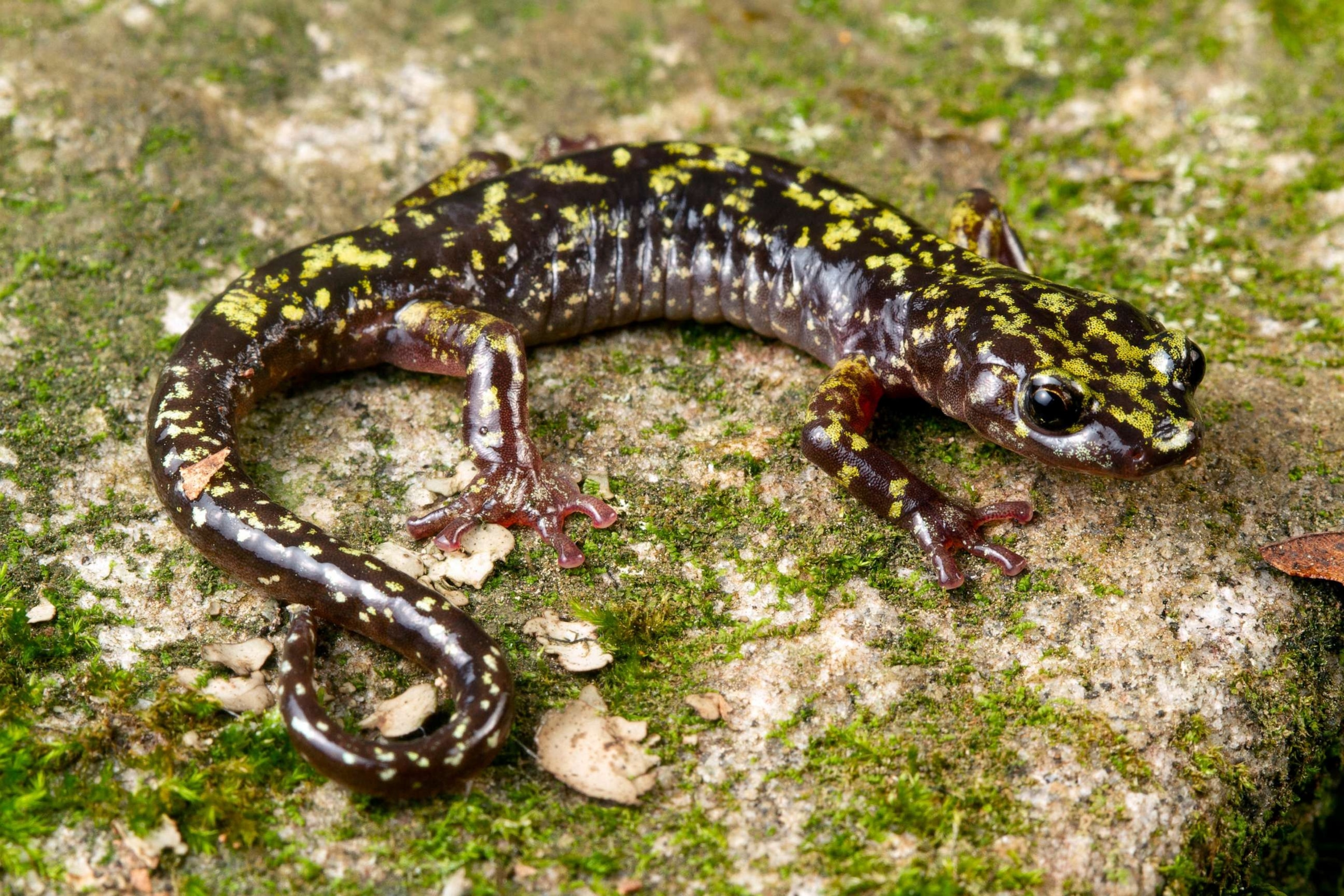 PHOTO: Hickory Nut Gorge Green Salamander (Aneides caryaensis), a critically endangered species found in the United States.