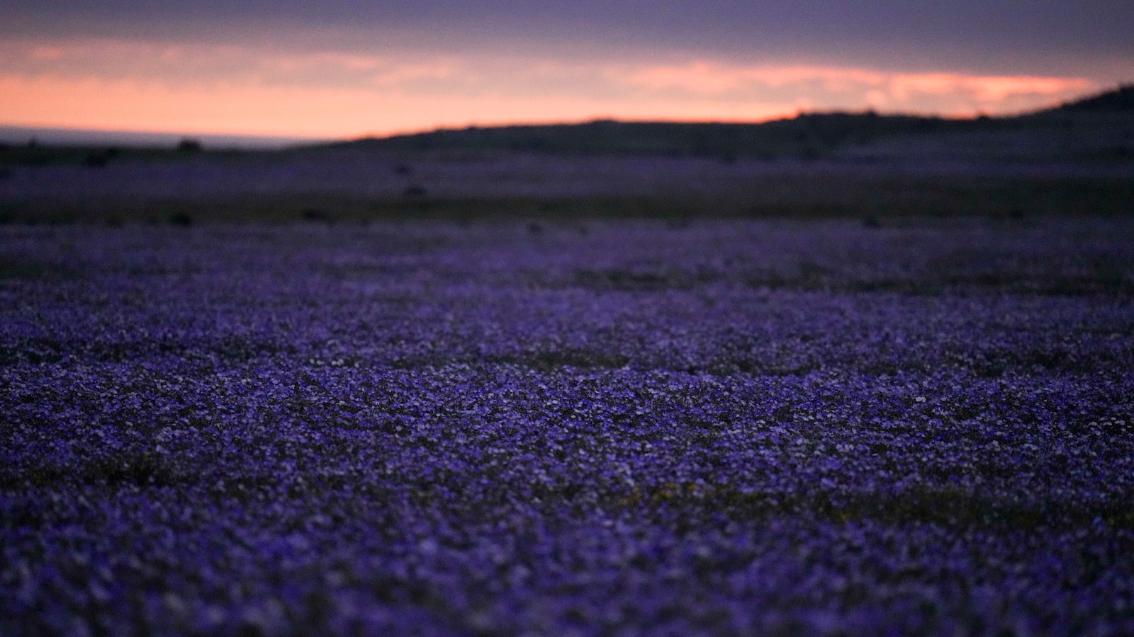 It's spring in the Southern Hemisphere and even Chile's Atacama Desert is blossoming