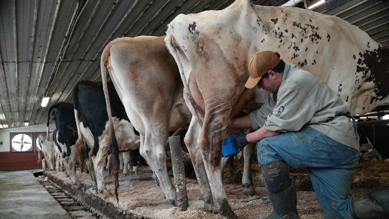 Push for raw milk intensifies across the US, despite illness outbreaks and scientists' warnings