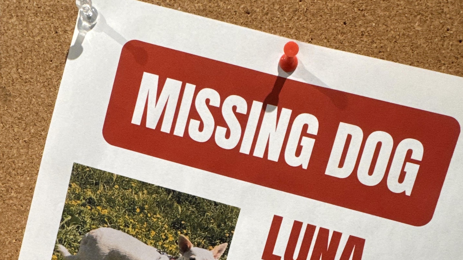 Search for missing pup in Yellowstone under pressure as winter nears Search for missing pup in Yellowstone under pressure as winter nears