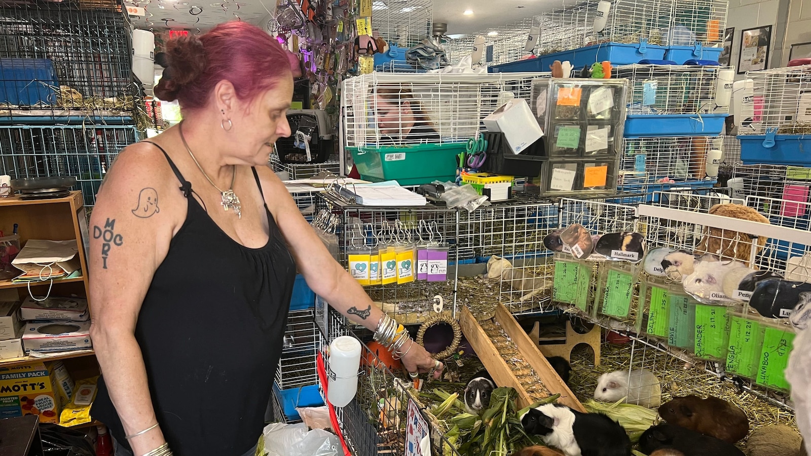  Hundreds of guinea pigs fill Massachusetts sanctuary with squeals, purrs and lots of love