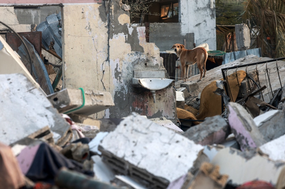 PHOTO: This photograph taken on Jan. 1, 2024 shows a dog atop the rubble of a collapsed building in Rafah in the southern Gaza Strip,  amid the ongoing battles between Israel and the militant Hamas group. 