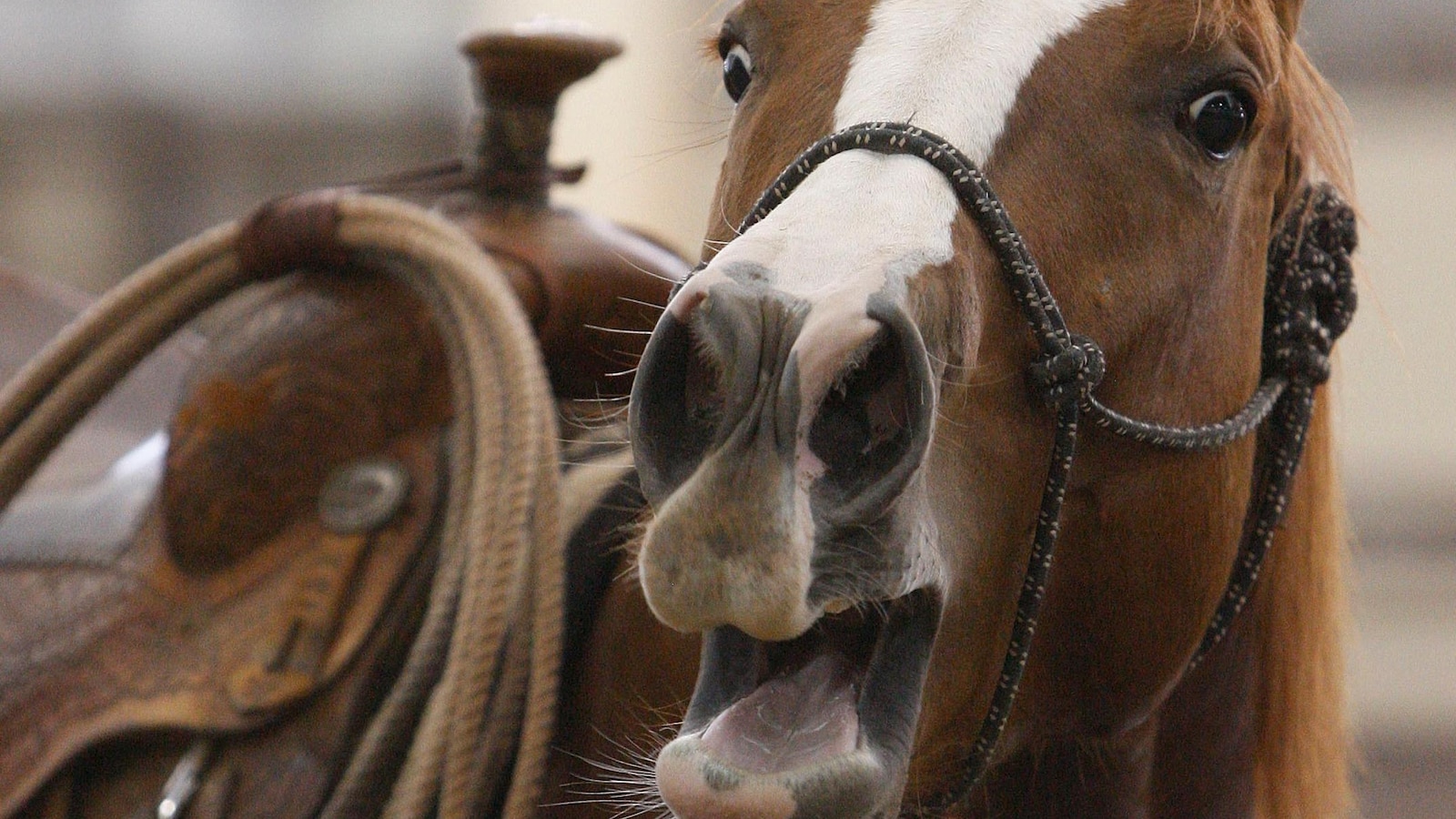 A horse's neigh may be unique in the animal kingdom. Now scientists know how they do it