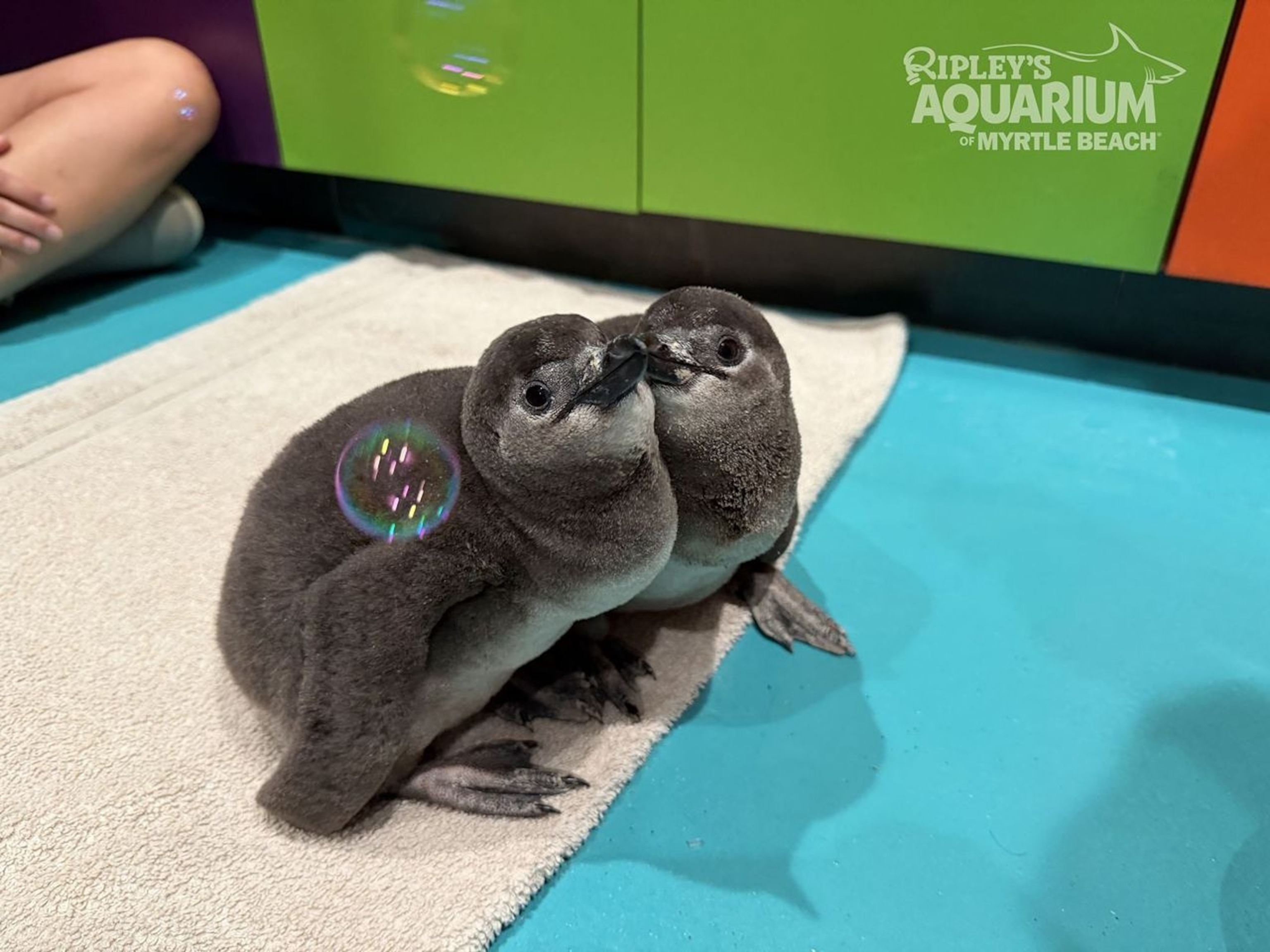 PHOTO: Ripley's Aquarium of Myrtle Beach has welcome seven African Penguin chicks this year.
