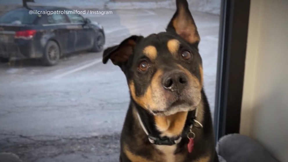 Video America Strong: the dog that nobody wanted finds a home!