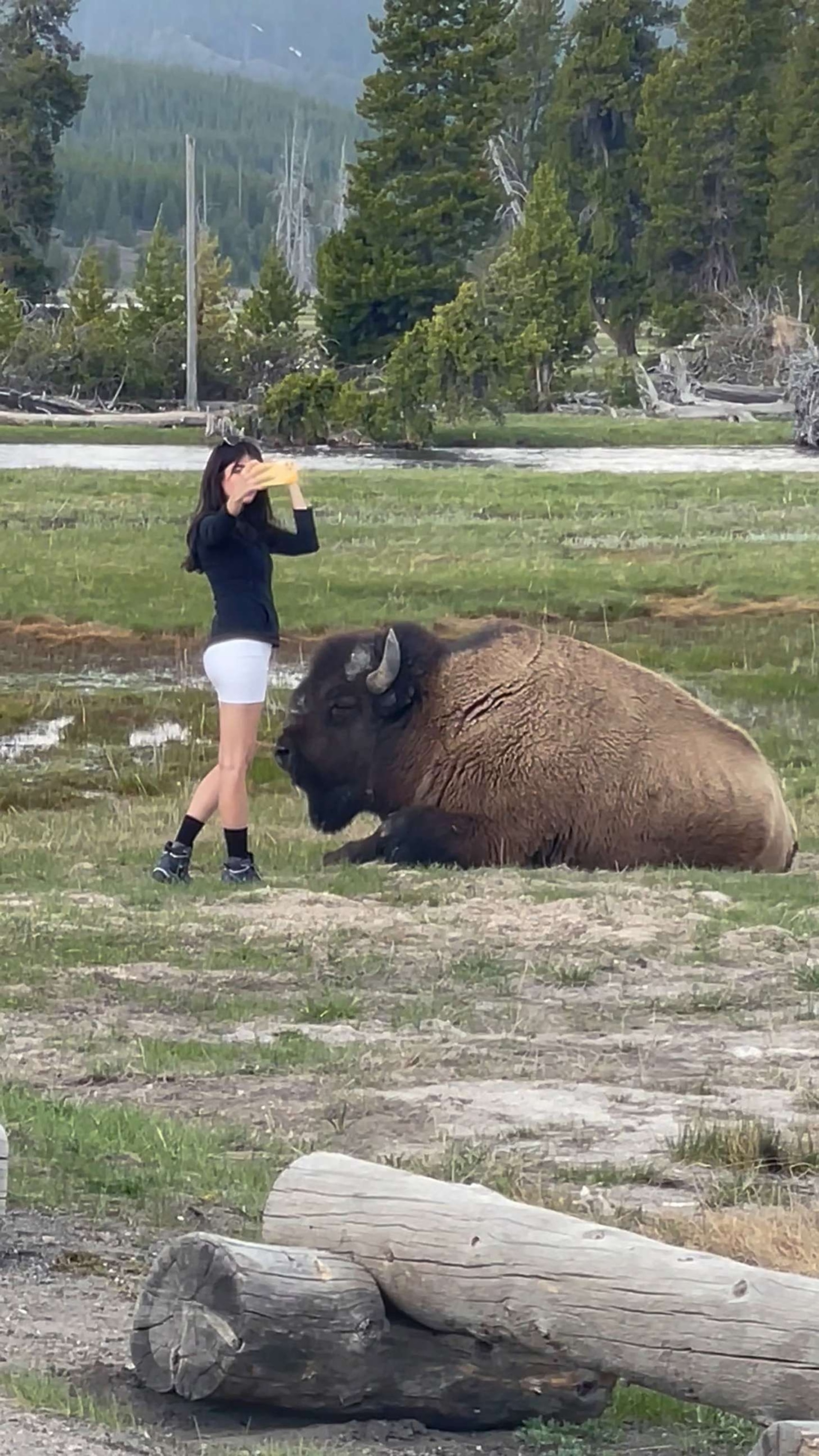 tourist yellowstone bison