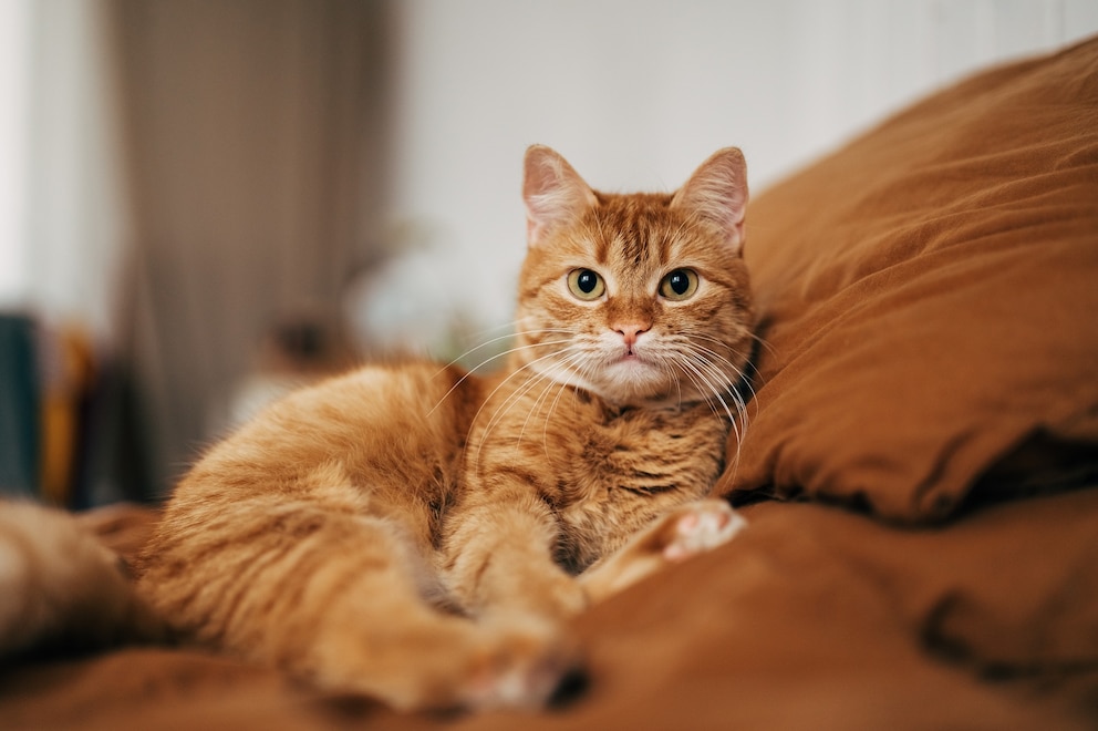 PHOTO: A cat on a couch in an undated stock photo.