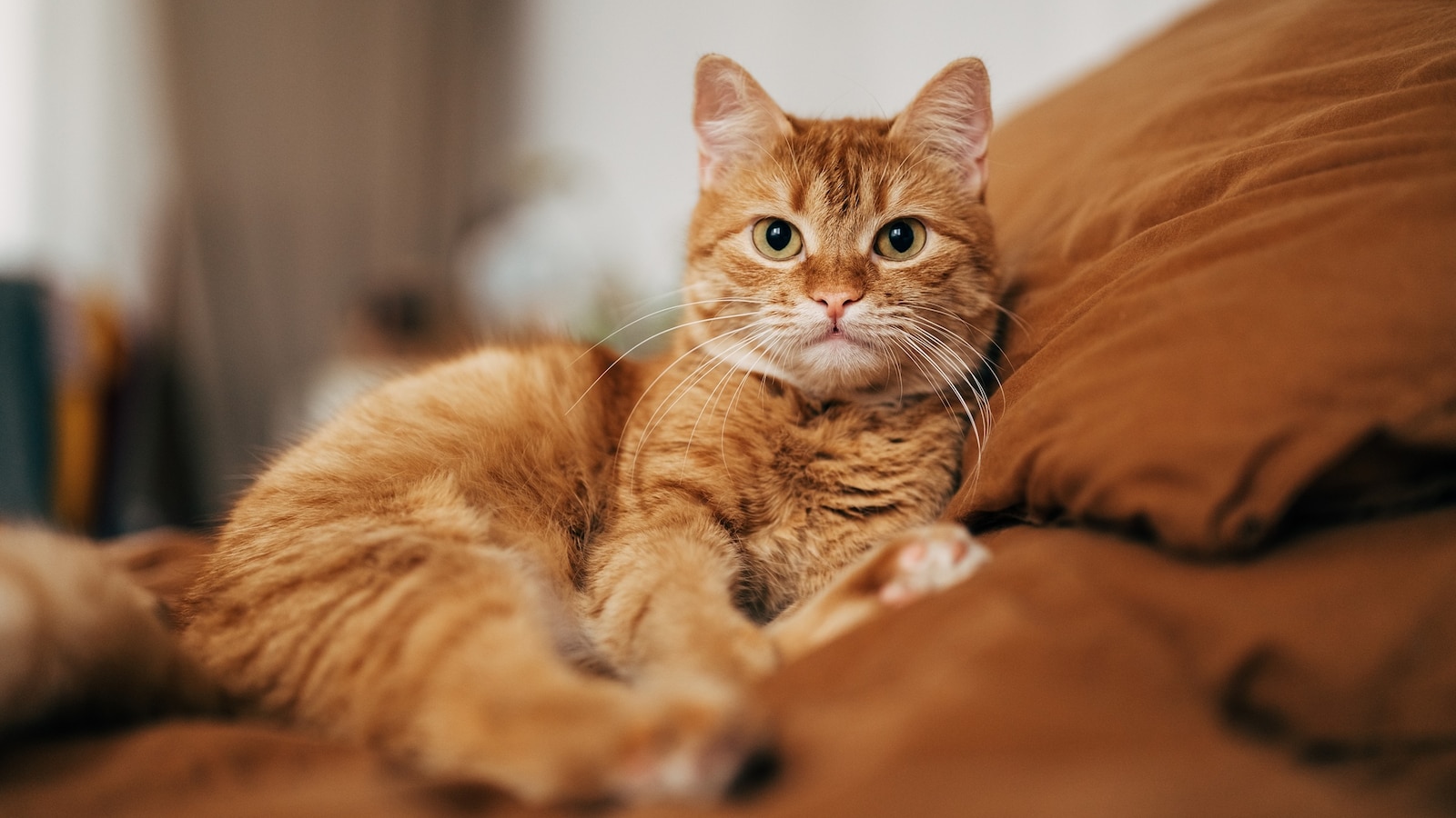 Cats live in nearly 80 million American households, but a new study suggests nearly one out of fifteen cats are infected with a common parasite, and one out of five infected cats can transmit it to humans.