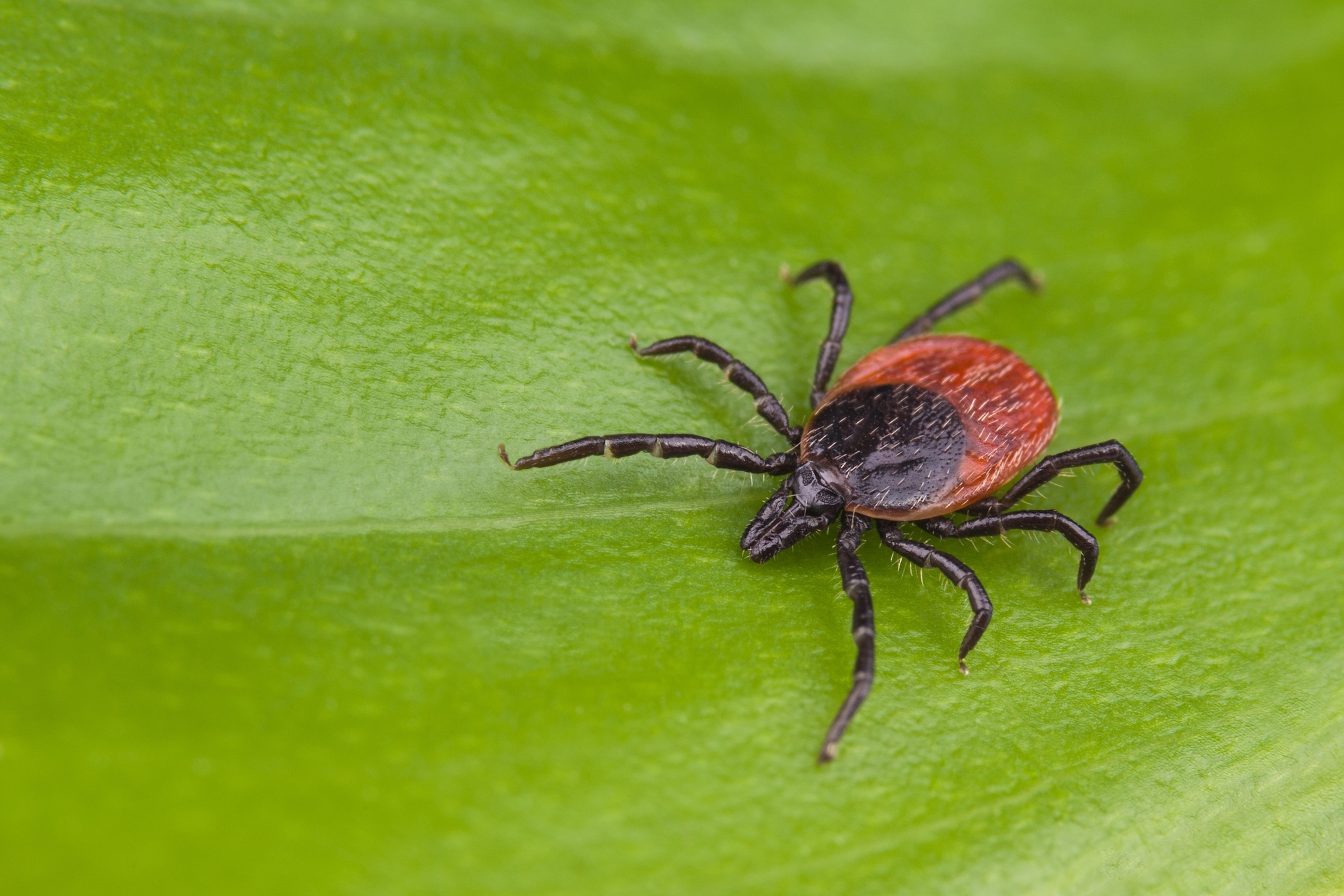 PHOTO: A deer tick in an undated stock photo. 