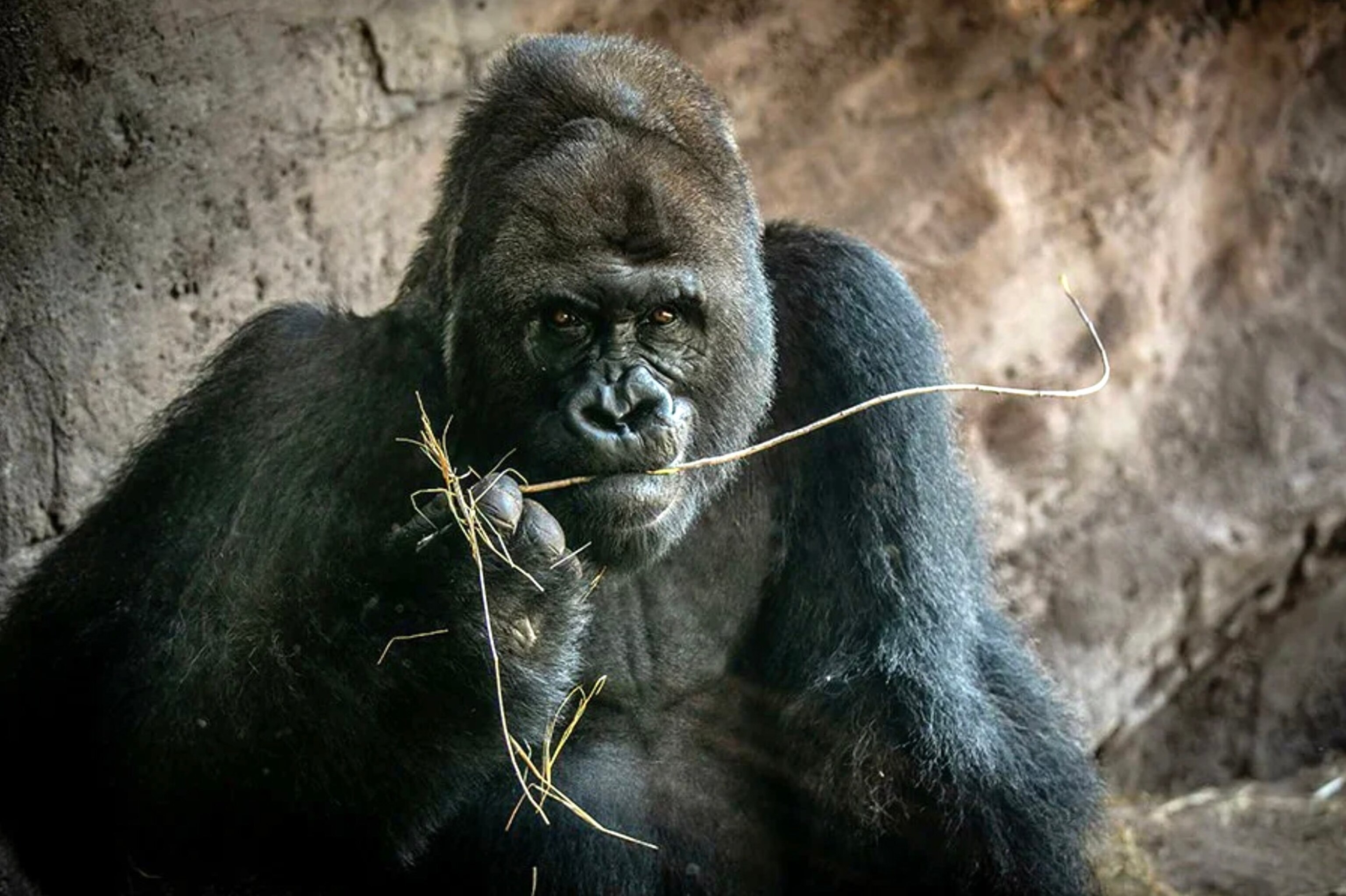 PHOTO: Despite his status as the silverback, Gino was often a goofball and engaged with the people and animals around him.