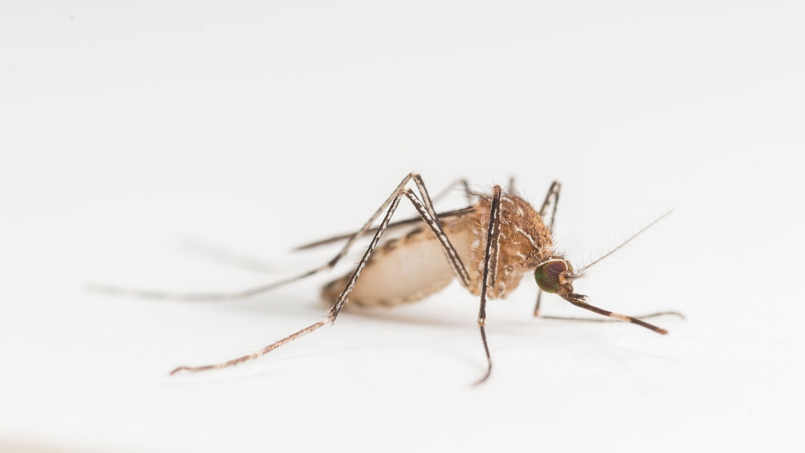 2 West Nile virus deaths reported in North Carolina: Officials - ABC News - Breaking News, Latest News and Videos