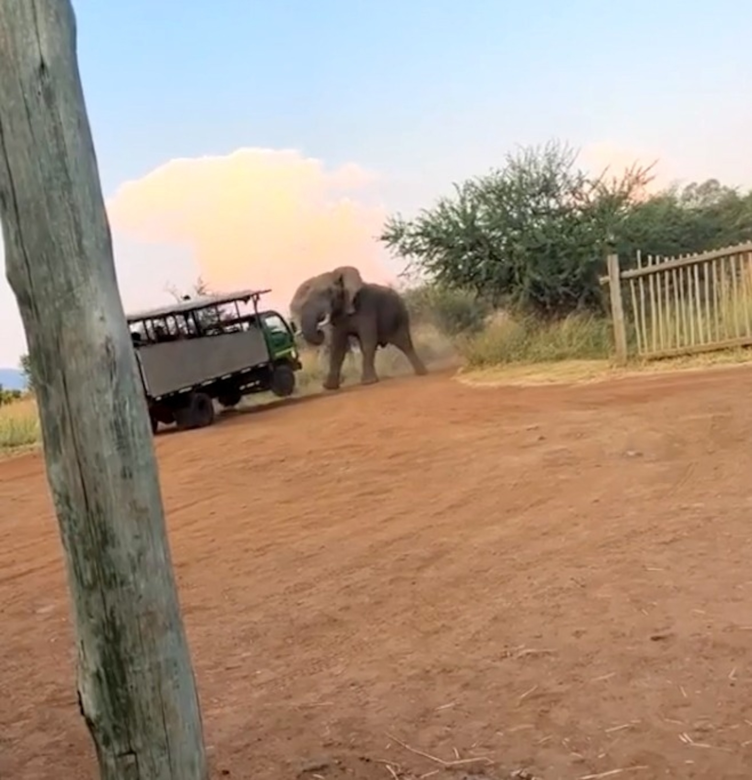 PHOTO: A large bull elephant appears to attack a safari truck at Pilanesberg National Park, March 18, 2024, in South Africa.