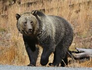 Grizzly Bear That Killed Woman Weeks Ago Euthanized After Recently 