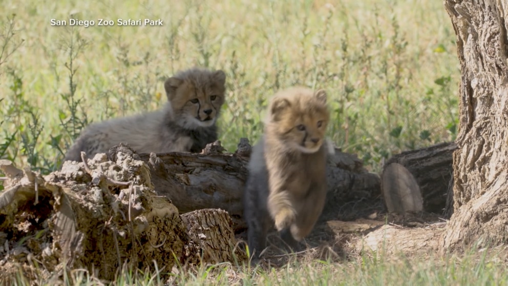 Video San Diego Zoo Safari Park baby cheetahs’ names revealed