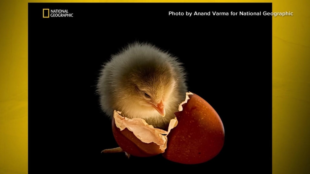 WATCH:  A look at National Geographic's 'Picture of the Year'