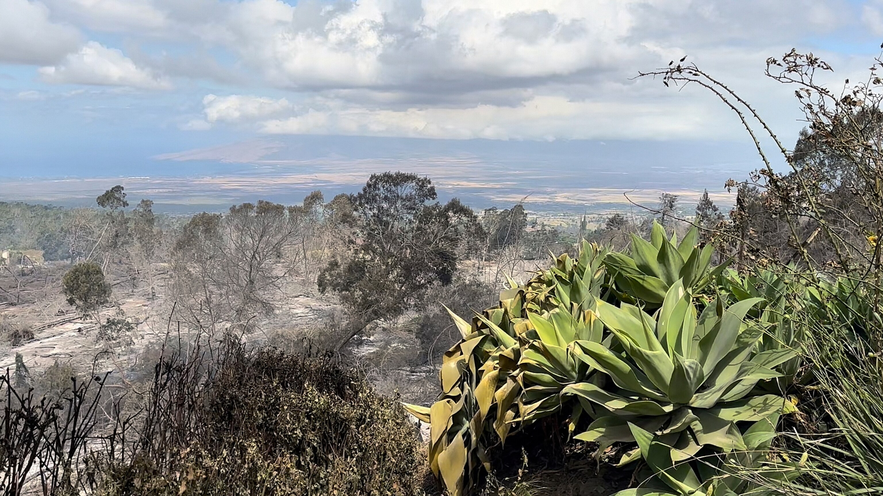 PHOTO: The scorched landscape in the Kula district of Maui.