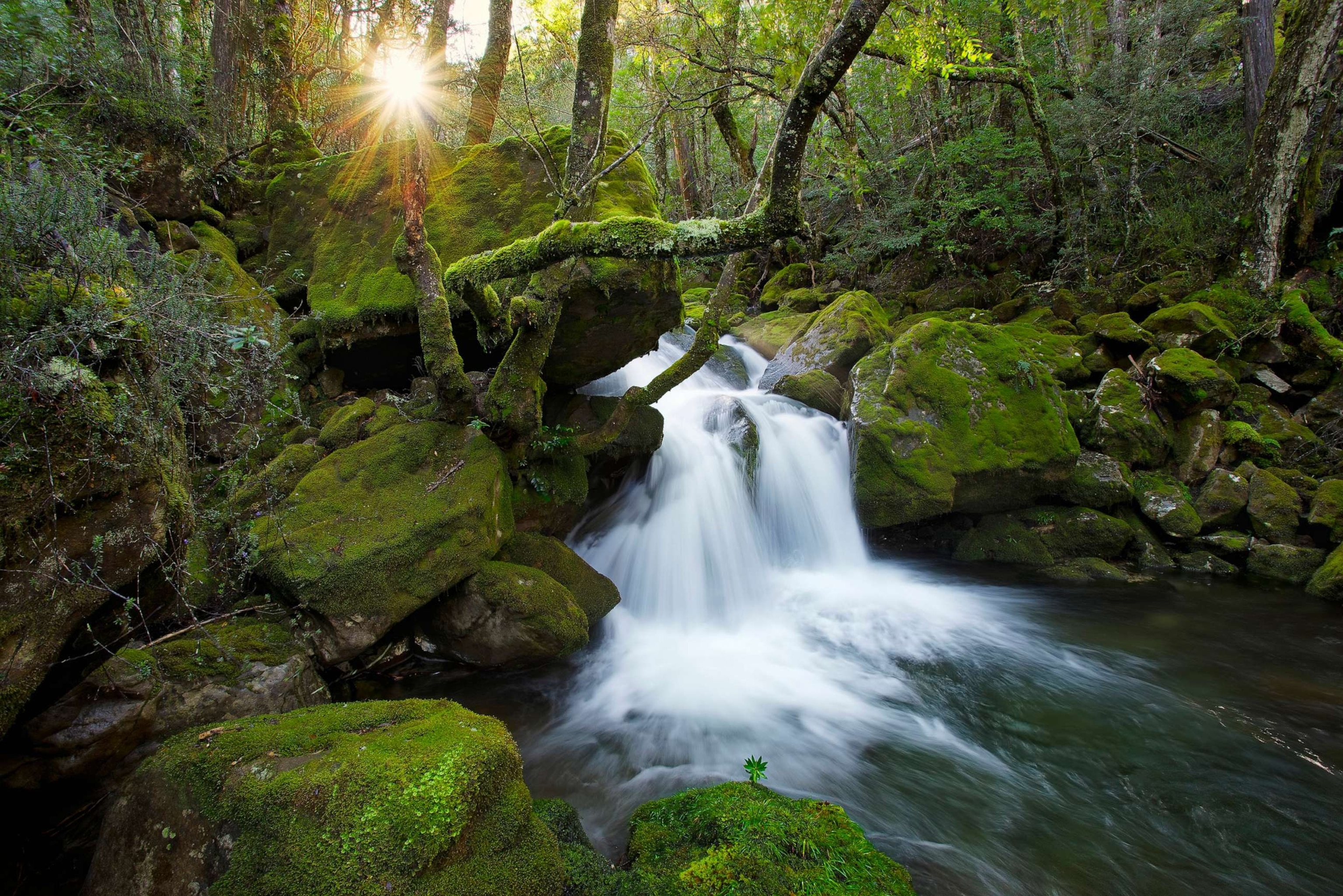 PHOTO: Falls on Mother Cummings Rivulet in Meander Forest Reserve, Great Western Tiers, Tasmania, Australia.