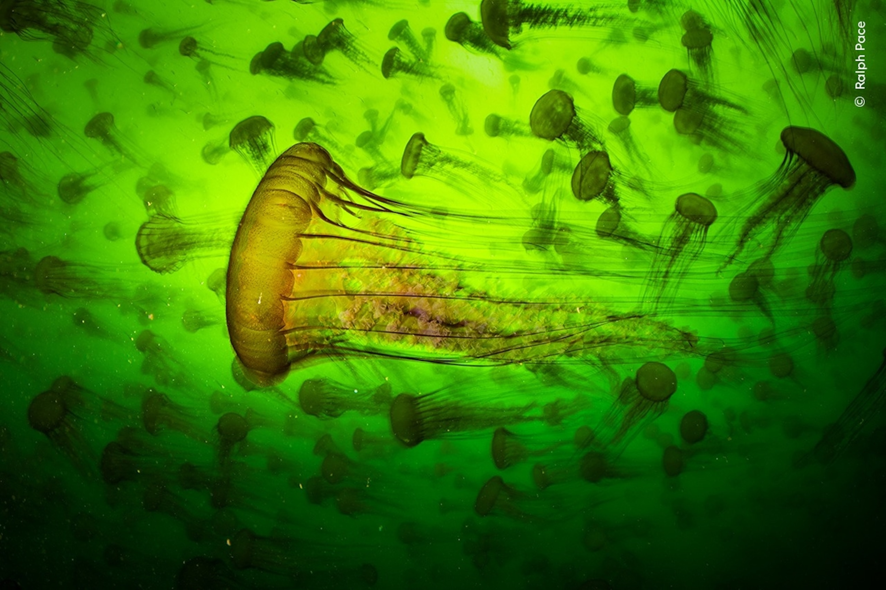 PHOTO: 2025 Wildlife Photographer of the Year