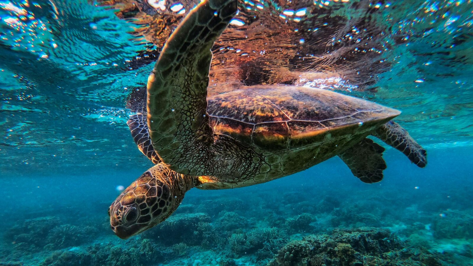 Pollution, heavy metals could threaten endangered turtle populations by ...