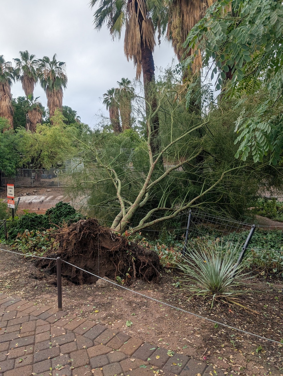 PHOTO: Damage at the Phoenix Zoo 
