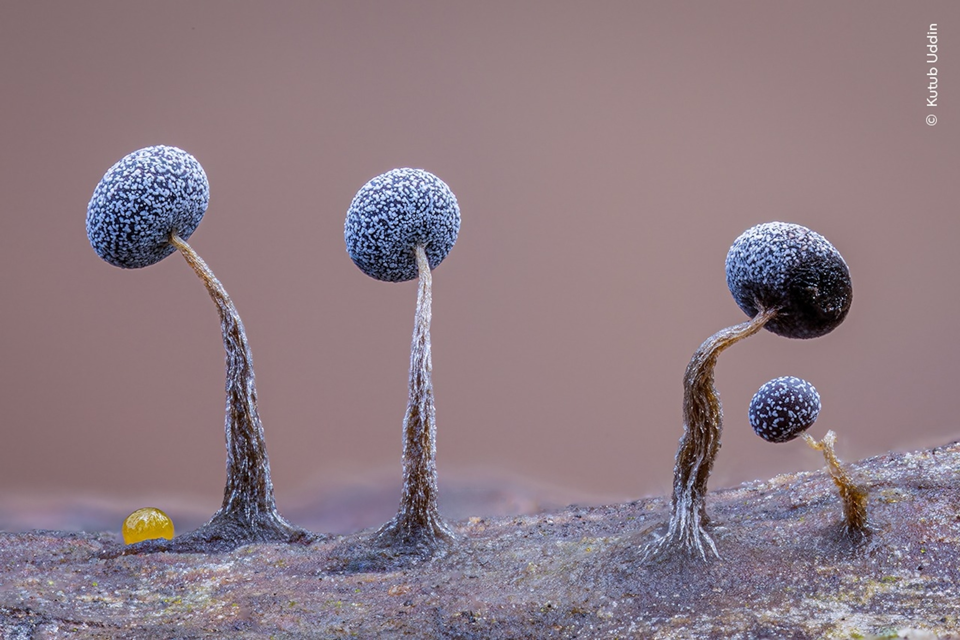 PHOTO: 2025 Wildlife Photographer of the Year