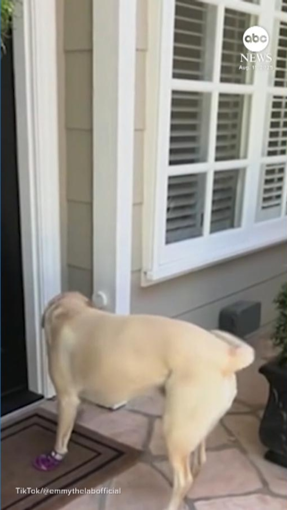 NextImg:Video Welcome to Emmy the Labrador's neighborhood