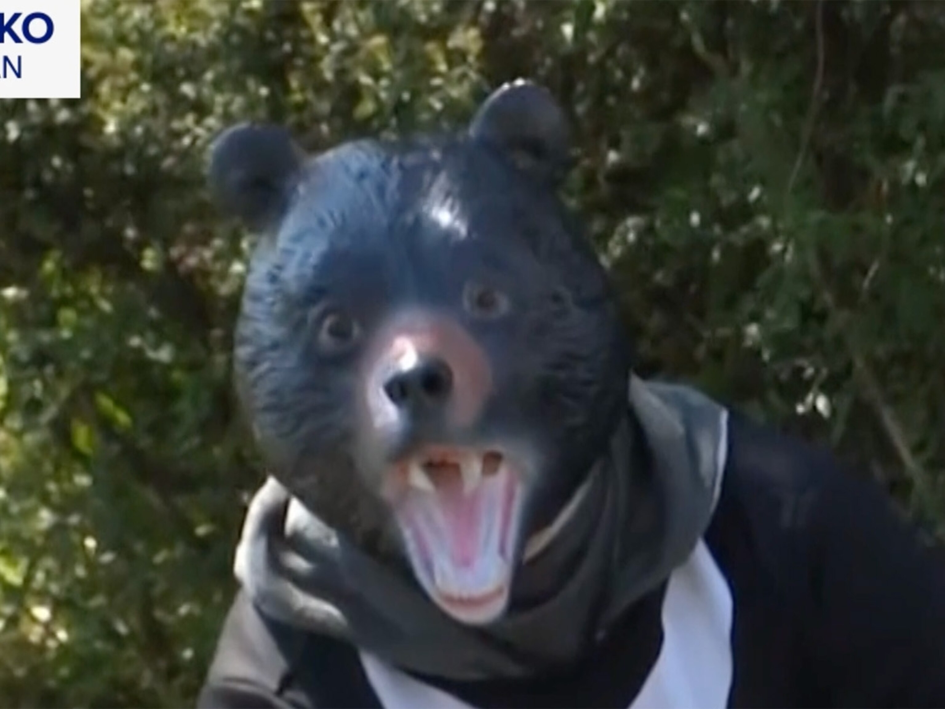 250724_abc_soc_bear_hpMain_4x3.jpg