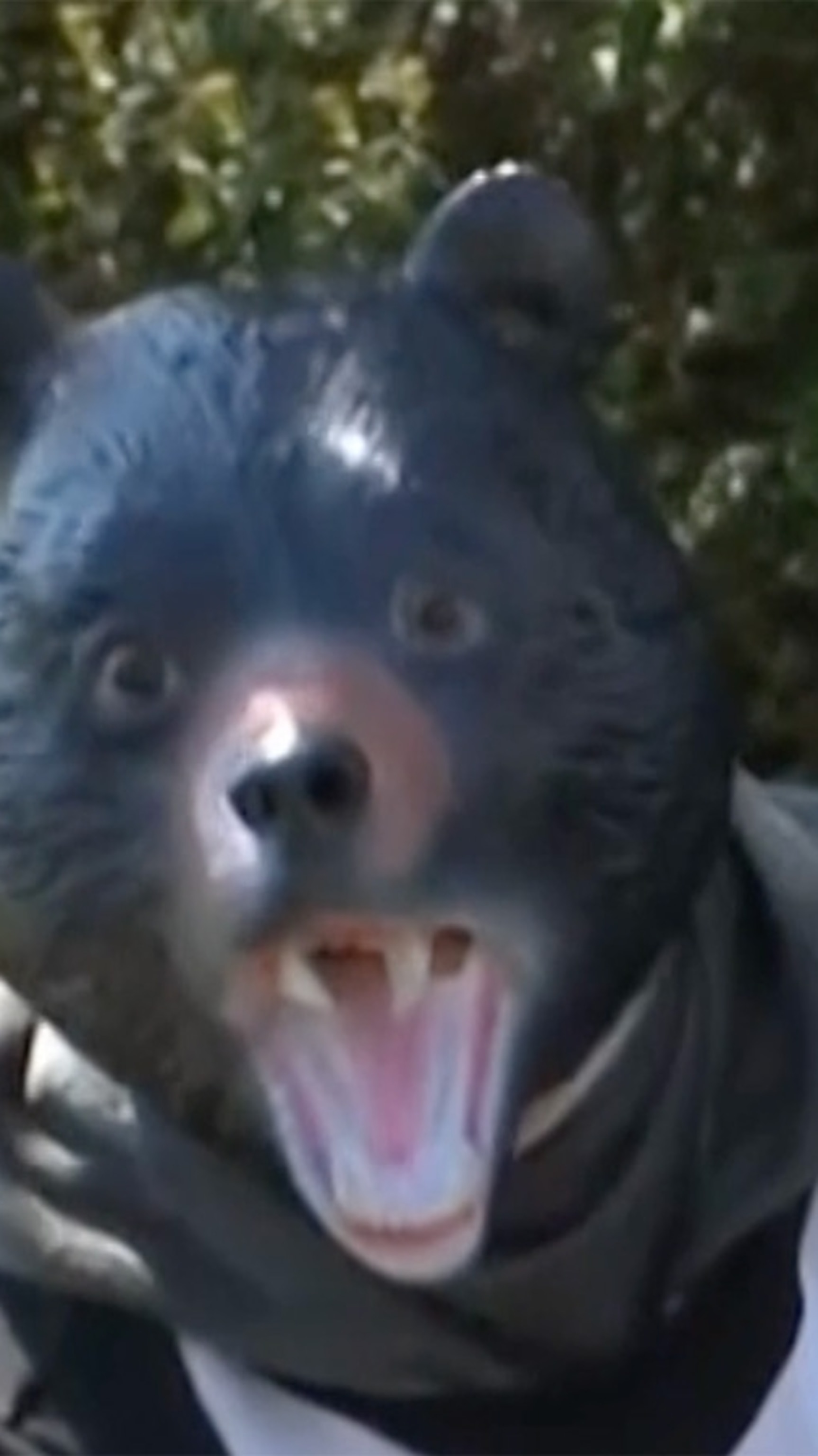 Video Costumed man pursued in Japanese bear drill - ABC News