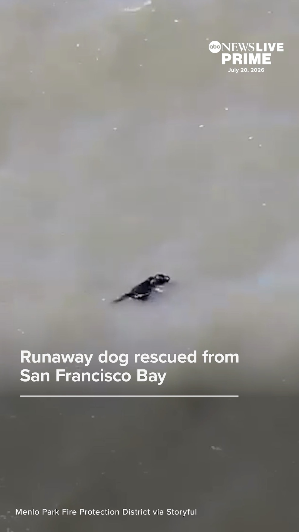 Video Small dog rescued after jumping in San Francisco Bay