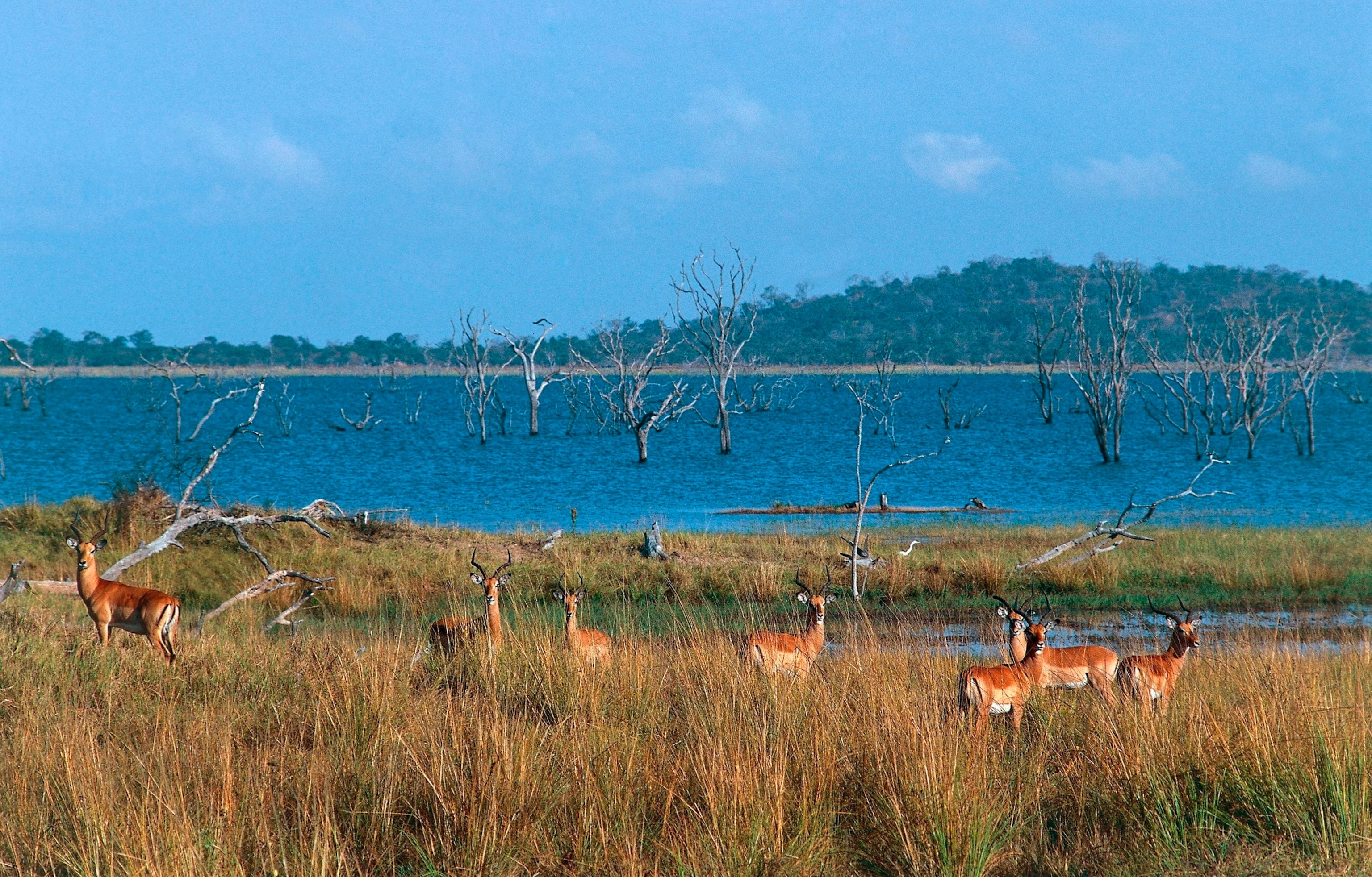 Nuotrauka: impalų grupė Kafue upės pakraštyje, Kafue nacionaliniame parke, Zambija. 